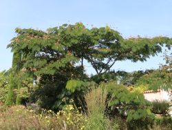 Seidenbaum / Schlafbaum / Seidenakazie - Albizia julibrissin