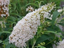 Schmetterlingsstrauch White Profusion Foto Horstmann