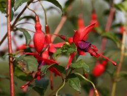 Winterharte Fuchsie 'Riccartonii' / Scharlachfuchsie - Fuchsia magellanica 'Riccartonii'