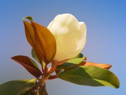 Immergr�ne Magnolie 'Galissoniere' - Magnolia grandiflora 'Galissoniere'