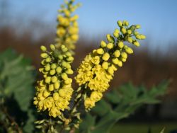 Baumschule Horstmann: Mahonie Winter Sun, 30-40 cm, Mahonia media Winter Sun, Containerware