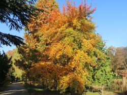 Wald-Tupelobaum, Nyssa sylvatica