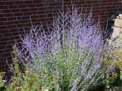 Blauraute Blue Spire