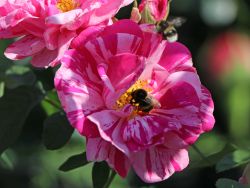 Historische Rose gallica 'Versicolor' - Rosa gallica 'Versicolor'