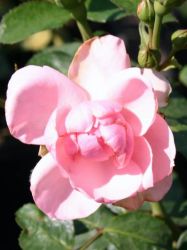 Historische Rose gallica `Versicolor`, Rosa gallica `Versicolor`, Containerware Historische Rose gallica `Versicolor`, Rosa gallica `Versicolor`, Containerware