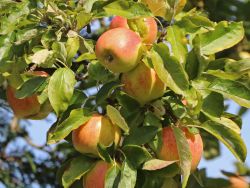 S�ulenapfel Malus 'Arbat' �, 50-60 cm, Obstb�ume als Containerware