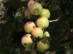 S�ulenapfel 'Golden Gate' � - Malus 'Golden Gate' �