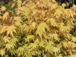 Baumschule Horstmann: Fächer-Ahorn Orange Dream, 40-60 cm, Acer palmatum Orange Dream