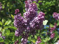 Edelflieder `Sensation`, 40-60 cm, Syringa vulgaris `Sensation`, Containerware