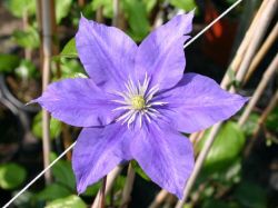 Clematis blau