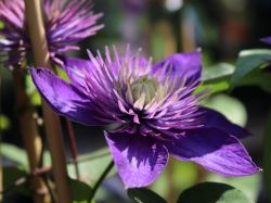 Baumschule Horstmann: Clematis Multi Blue, 60-100 cm, Clematis Multi Blue, Containerware
