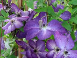 Clematis `Venosa Violacea`, 60-100 cm, Clematis viticella `Venosa Violacea`