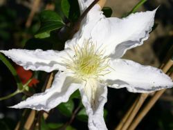 Baumschule Horstmann: Clematis Schneeglanz, 60-100 cm, Clematis Schneeglanz, Containerware