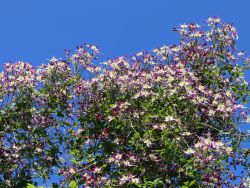 Clematis Rubromarginata Foto Horstmann