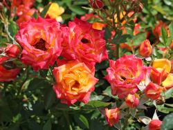 Zwergrose 'Little Sunset' � - Rosa 'Little Sunset' �