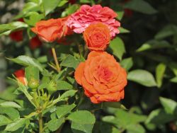 Kleinbleibende Zwergrosen und Minirosen