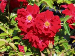 Bodendeckerrose `Mainaufeuer` �, Rosa `Mainaufeuer` �, Topfballen