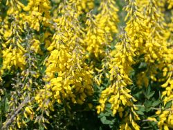 Schwarzer Ginster `Cyni`, 30-40 cm, Cytisus nigricans `Cyni`, Containerware