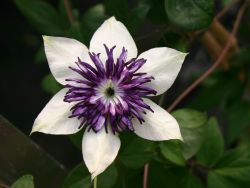 Clematis 'Bicolor' / sieboldiana, 60-100 cm, Containerware