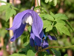 Clematis `Frances Rivis` / Alpenwaldrebe, 60-100 cm, Containerware Clematis `Frances Rivis` / Alpenwaldrebe, 60-100 cm, Containerware