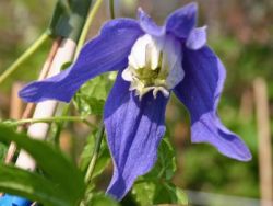 Baumschule Horstmann: Clematis Frances Rivis / Alpenwaldrebe, 60-100 cm, Containerware