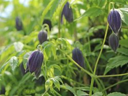 Baumschule Horstmann: Clematis Maidwell Hall, 60-100 cm, Clematis macropetala Maidwell Hall