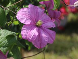 Clematis 'Comtesse de Bouchaud' - Clematis 'Comtesse de Bouchaud'
