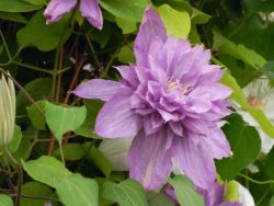 Clematis `Proteus`, 60-100 cm, Clematis `Proteus`, Containerware