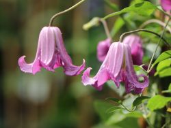 Clematis `Étoile Rose`, 60-100 cm, Clematis texensis `Étoile Rose` Clematis `Étoile Rose`, 60-100 cm, Clematis texensis `Étoile Rose`