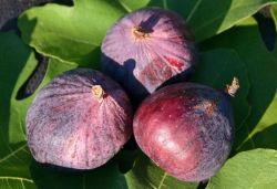Feige, 80-100 cm, Ficus carica, Containerware