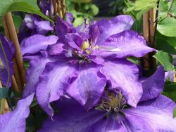 Baumschule Horstmann: Clematis Daniel Deronda, 60-100 cm, Clematis Daniel Deronda, Containerware
