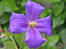 Baumschule Horstmann: Clematis Perle d Azur, 60-100 cm, Clematis Perle d Azur, Containerware