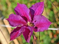 Clematis `Star of India`, 60-100 cm, Clematis `Star of India`, Containerware