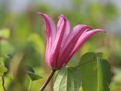 Clematis `Duchess of Albany`, 60-100 cm, Clematis texensis `Duchess of Albany`