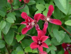 Baumschule Horstmann: Clematis Gravetye Beauty, 60-100 cm, Clematis texensis Gravetye Beauty