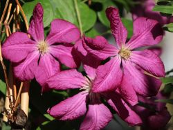 Baumschule Horstmann: Clematis Madame Julia Correvon, 60-100 cm, Containerware