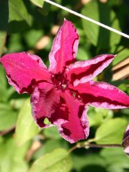 Clematis rot