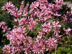 Zwergmandel 'Fire Hill', 40-60 cm, Prunus tenella 'Fire Hill', Containerware