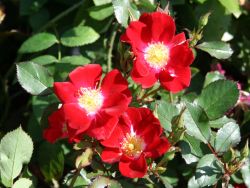 Bodendeckerrose `Red Meidiland` �, Rosa `Red Meidiland` �, Topfballen