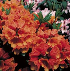 Rhododendron `Amaretto`, Rhododendron Hybride `Amaretto`