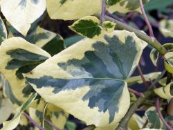 Gelbbunter Kolchischer Efeu, 60-100 cm, Hedera colchica 'Dentata Aureovariegata'