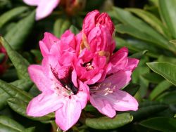 Rhododendron `Edeltraud`, Rhododendron Hybride `Edeltraud` Rhododendron `Edeltraud`, Rhododendron Hybride `Edeltraud`
