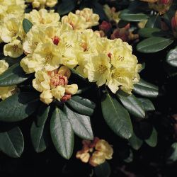 Rhododendron `Festivo`, Rhododendron yakushimanum `Festivo`