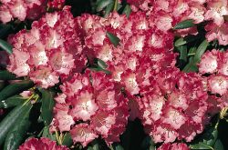 Rhododendron `Ninotschka`, Rhododendron yakushimanum `Ninotschka`