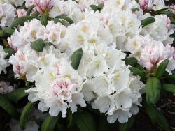 Rhododendron `Schwanensee`, Rhododendron yakushimanum `Schwanensee`