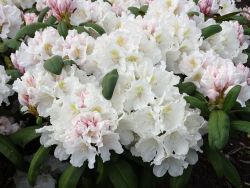 Rhododendron 'Schwanensee', 30 - 40 cm, 28,00 Euro