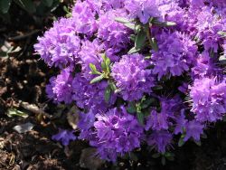 Rhododendron 'Blaumeise' - Rhododendron impeditum 'Blaumeise'