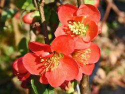 Scheinquitte / Zierquitte `Rubra`, 40-60 cm, Chaenomeles japonica `Rubra` Scheinquitte / Zierquitte `Rubra`, 40-60 cm, Chaenomeles japonica `Rubra`