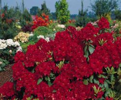 Rhododendron 'Erato' (S) - Rhododendron Hybride 'Erato' (S)