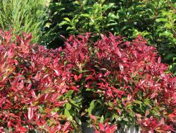 Traubenmyrte 'Scarletta'  � / Traubenheide 'Scarletta' � - Leucothoe 'Scarletta'  �  / 'Zeblid'